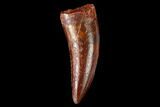 Serrated, Theropod (Deltadromeus?) Pre-Max Tooth - Morocco #159027-1